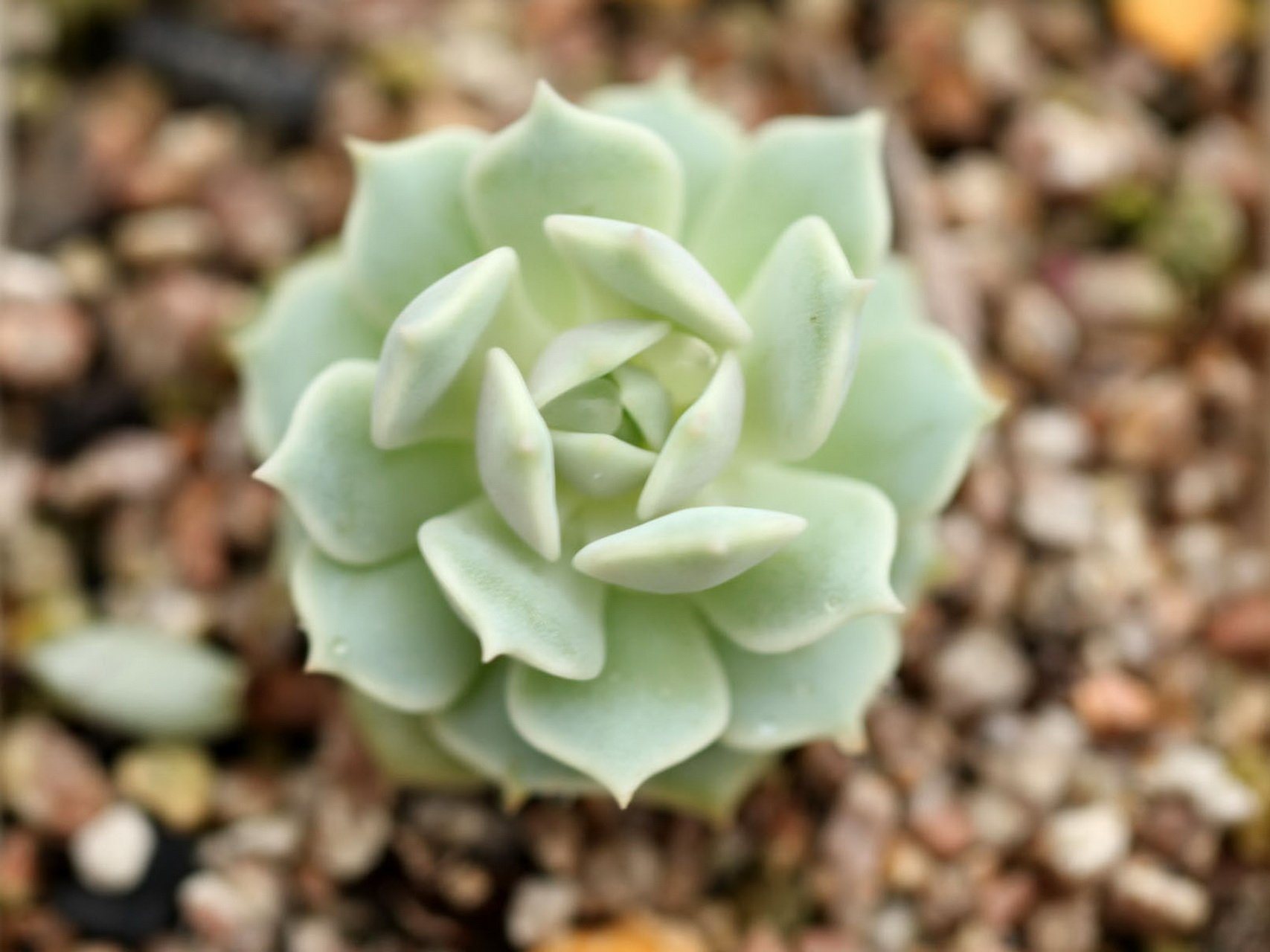 小清新,温暖,干净,安静,唯美,静物,物语,时光,多肉,植物,可爱