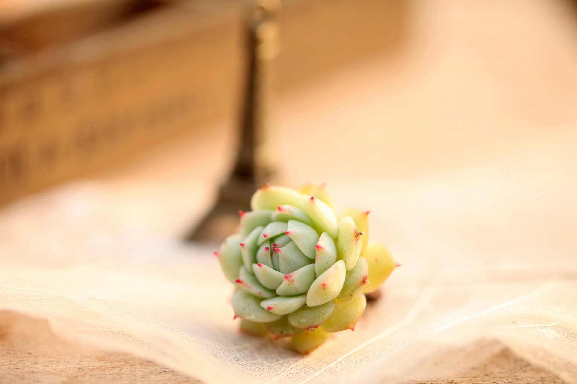 小清新,温暖,干净,安静,温馨,唯美,静物,物语,埃菲尔铁塔,多肉