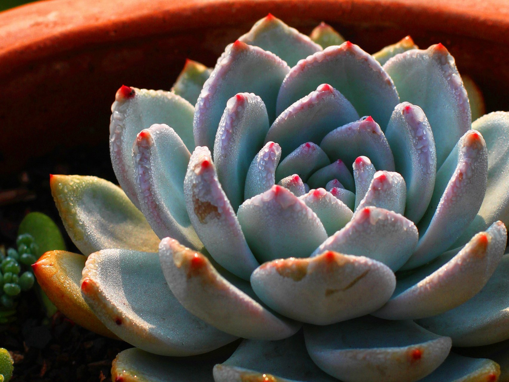 小清新,温暖,干净,安静,唯美,静物,物语,时光,多肉,植物,可爱