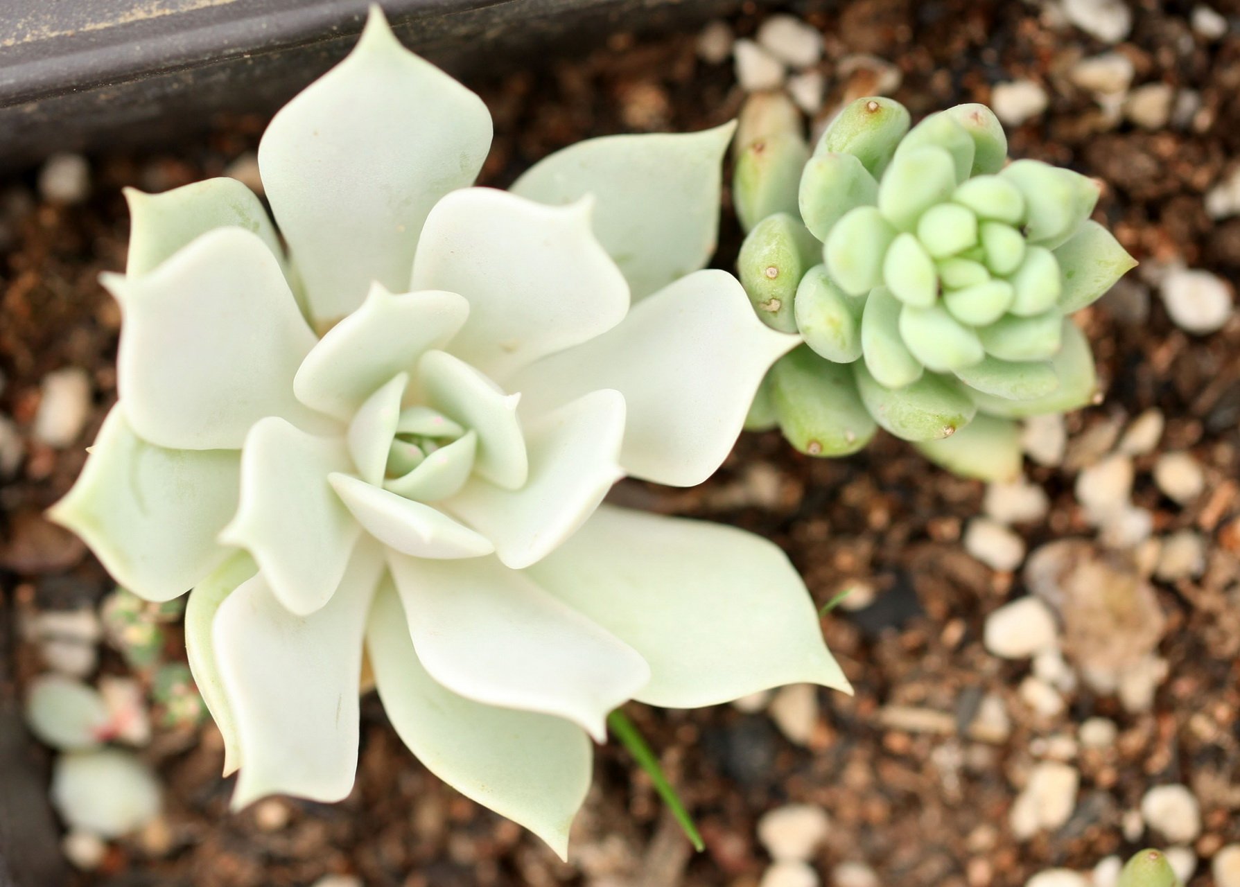 小清新,温暖,干净,安静,唯美,静物,物语,时光,多肉,植物,可爱