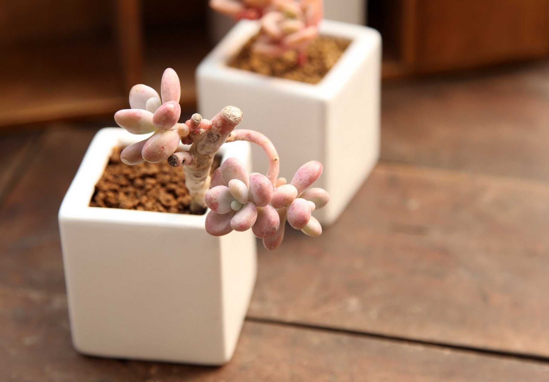 小清新,温暖,干净,安静,唯美,静物,物语,时光,多肉,植物,可爱