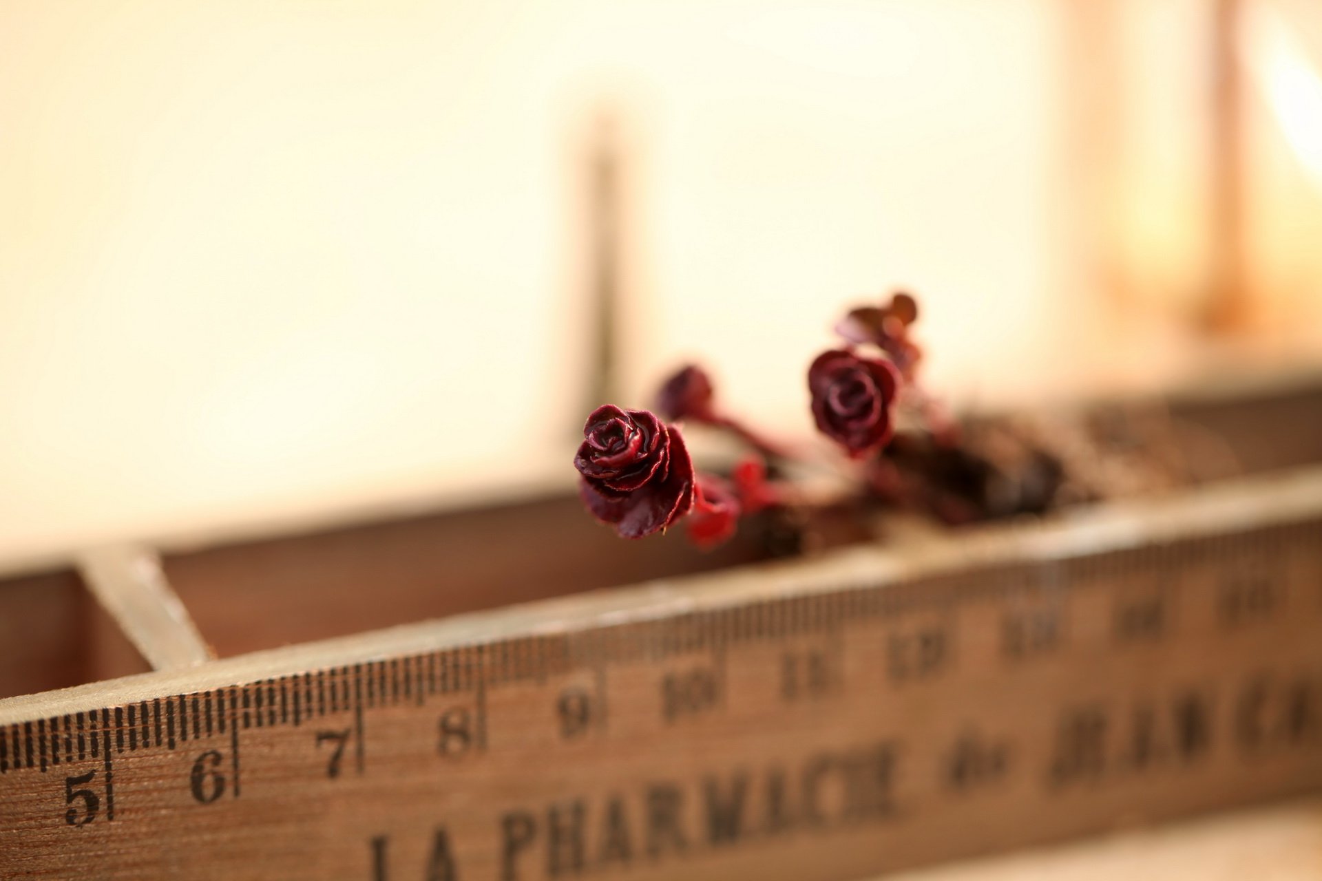 小清新,温暖,干净,安静,唯美,静物,物语,时光,多肉,植物,可爱