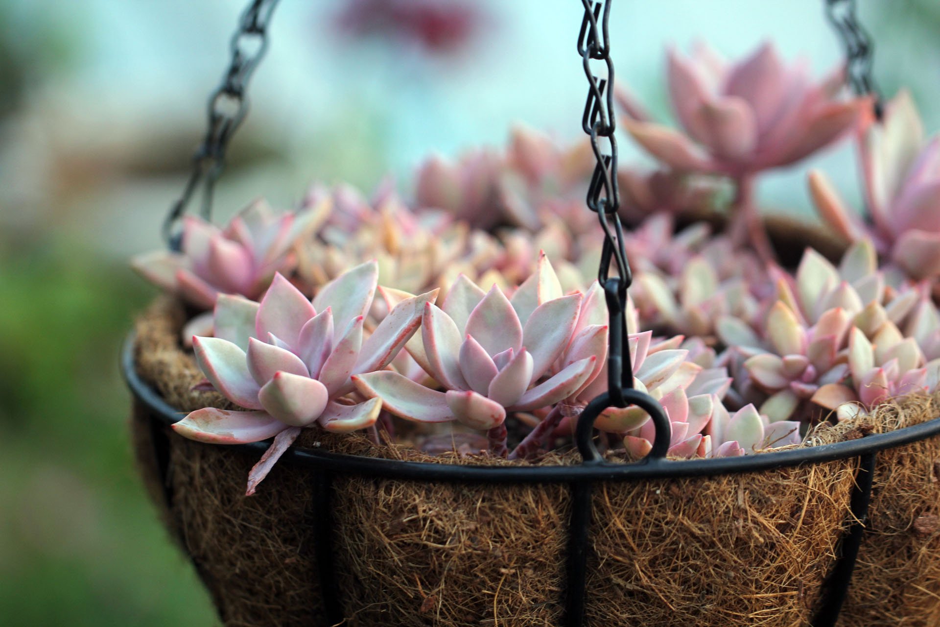 小清新,温暖,干净,安静,唯美,静物,物语,时光,多肉,植物,可爱