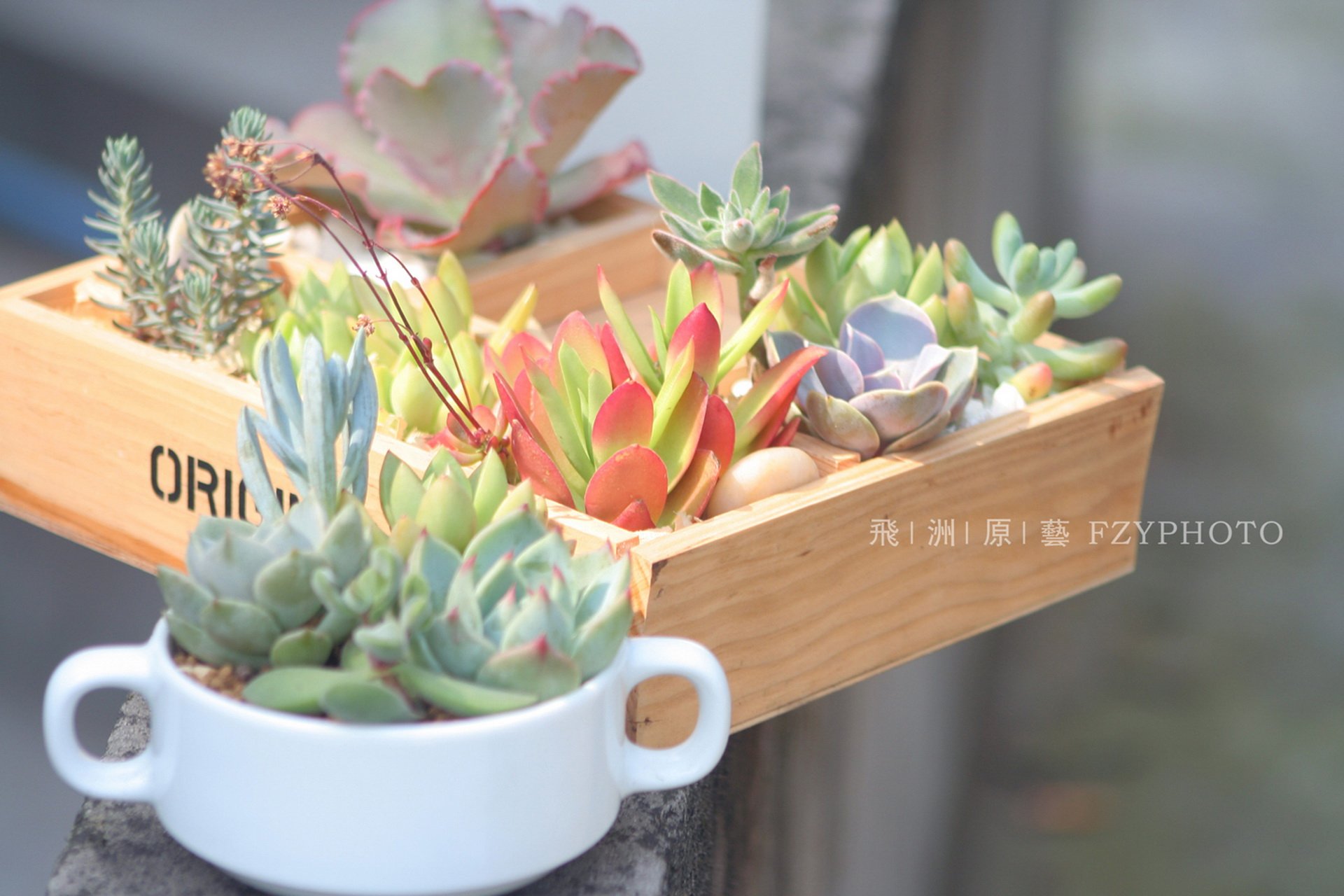 小清新,温暖,干净,安静,唯美,静物,物语,时光,多肉,植物,可爱