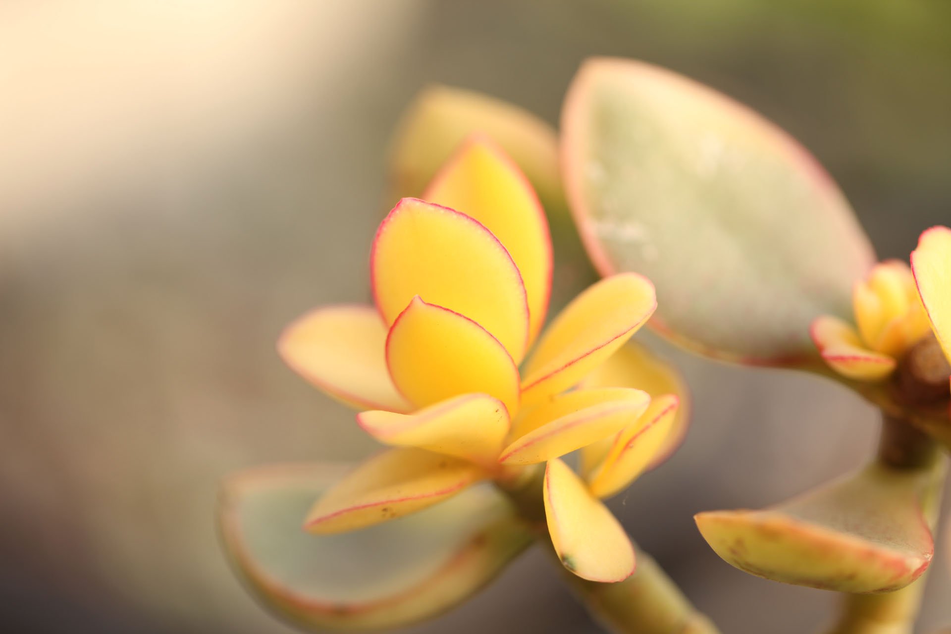 小清新,温暖,干净,安静,唯美,静物,物语,时光,多肉,植物,可爱