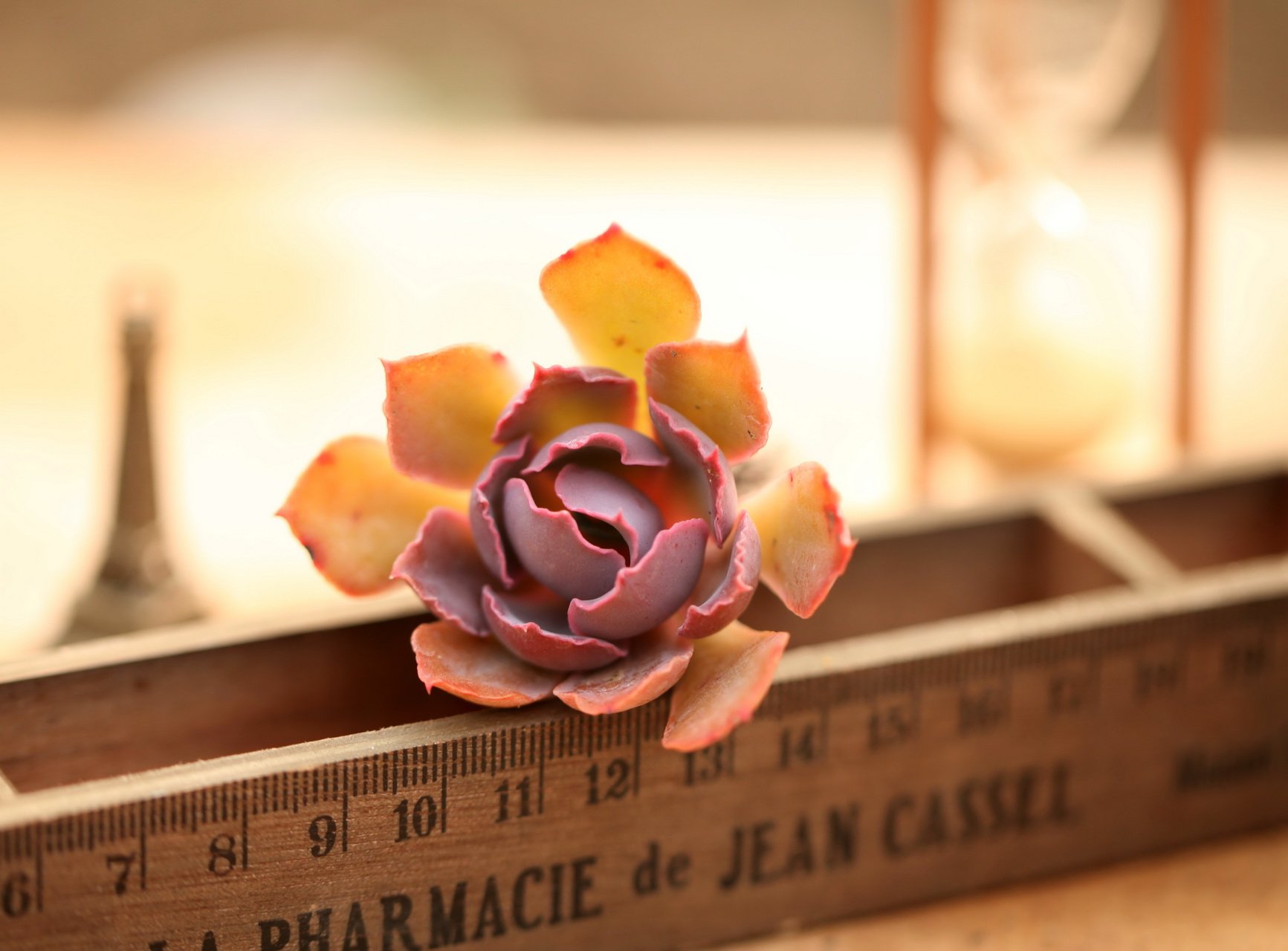 小清新,温暖,干净,安静,唯美,静物,物语,时光,多肉,植物,可爱