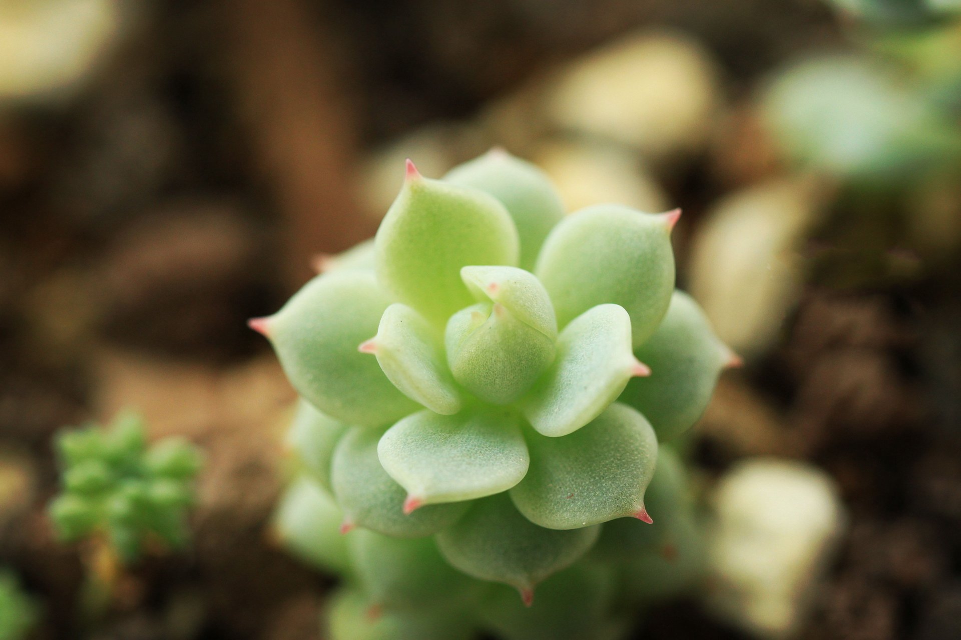 小清新,温暖,干净,安静,唯美,静物,物语,时光,多肉,植物,可爱