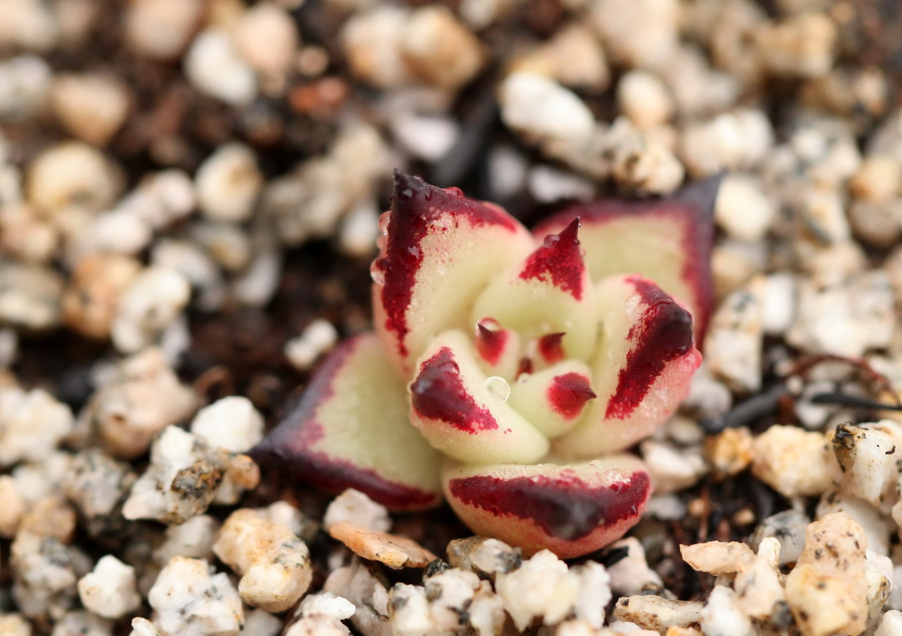 小清新,温暖,干净,安静,唯美,静物,物语,时光,多肉,植物,可爱