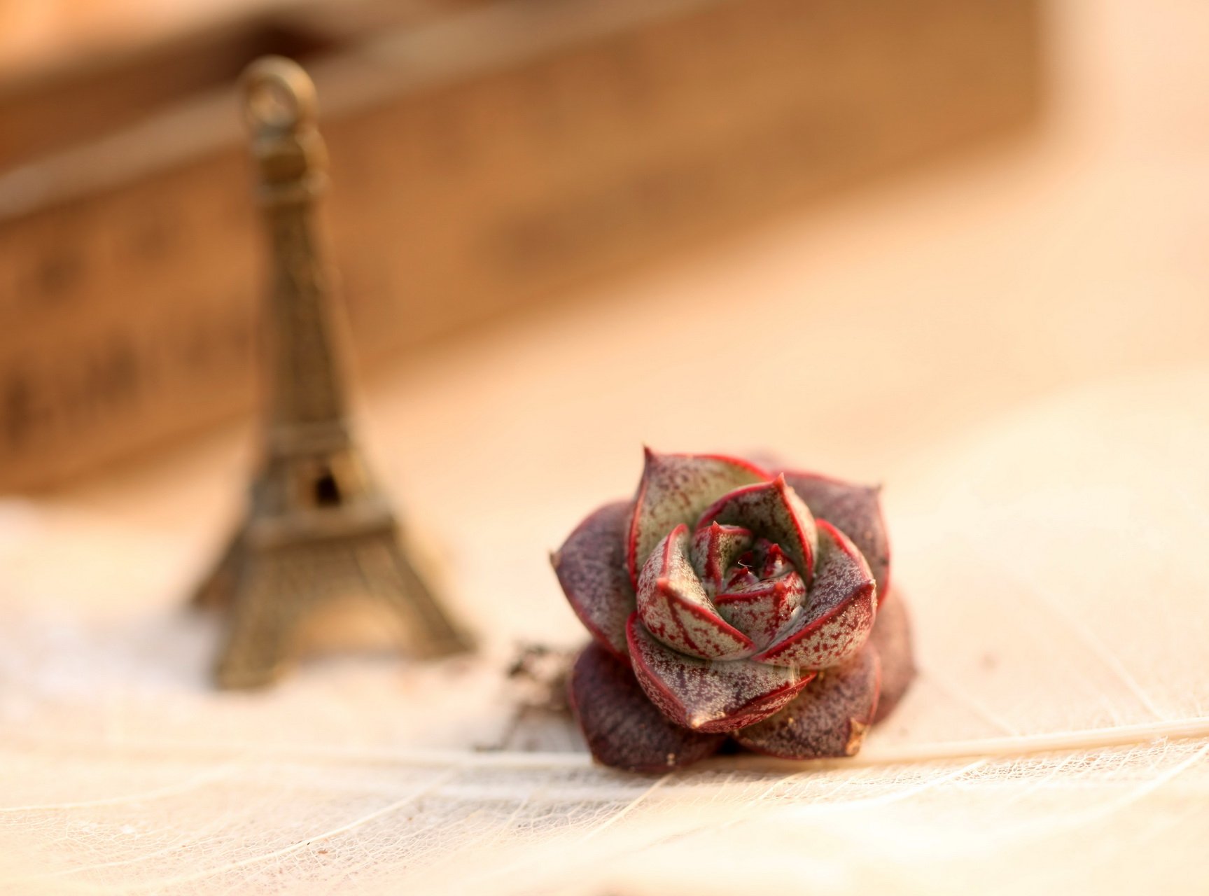 小清新,温暖,干净,安静,唯美,静物,物语,时光,多肉,植物,可爱