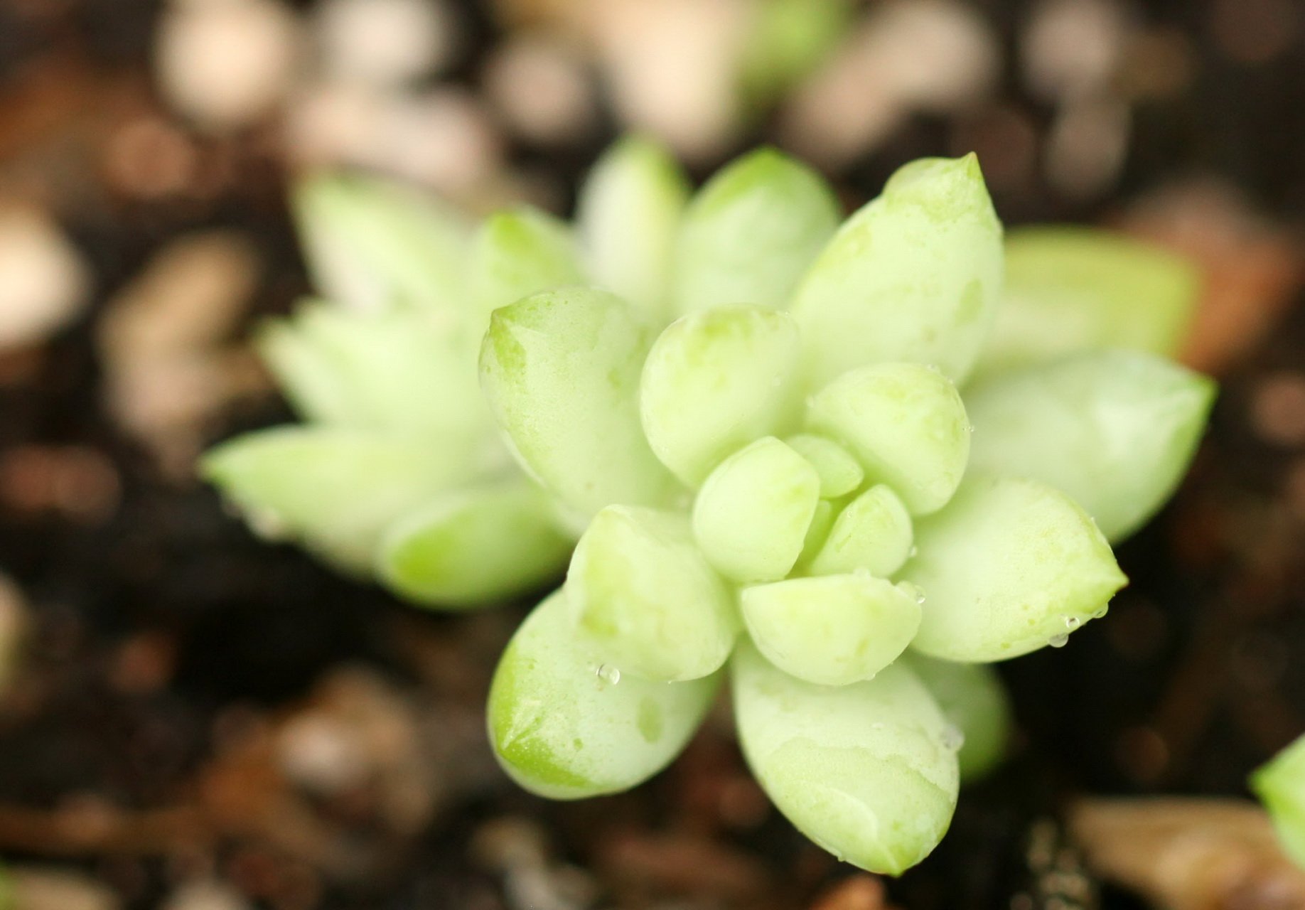 小清新,温暖,干净,安静,唯美,静物,物语,时光,多肉,植物,可爱