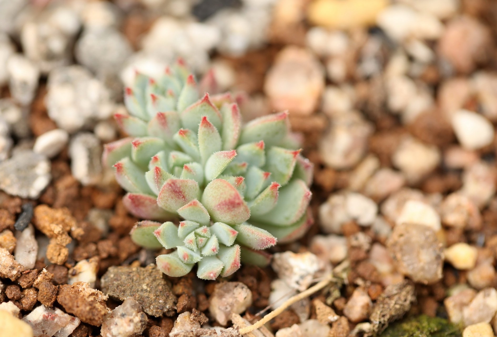 小清新,温暖,干净,安静,唯美,静物,物语,时光,多肉,植物,可爱