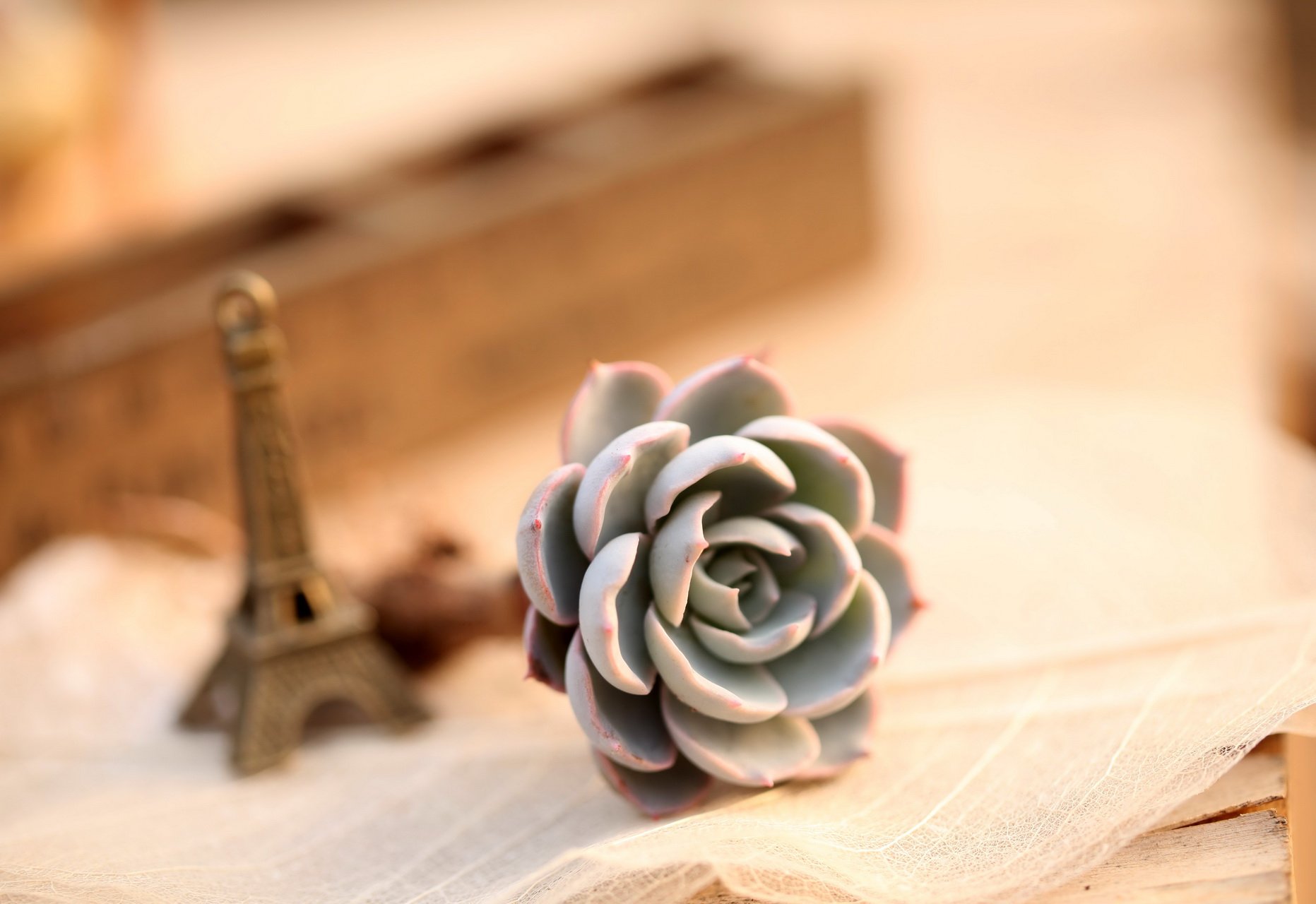 小清新,温暖,干净,安静,唯美,静物,物语,时光,多肉,植物,可爱